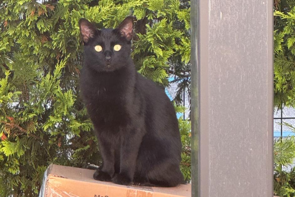 Alerta desaparecimento Gato Macho , 3 anos Meyrin Switzerland