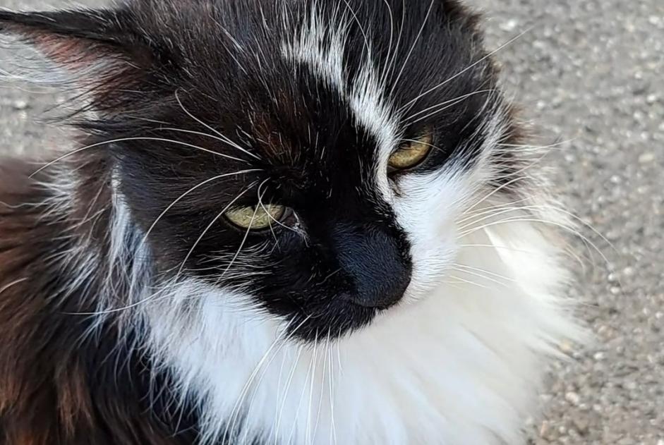 Alerta desaparecimento Gato cruzamento Macho , 14 anos Moutier Switzerland