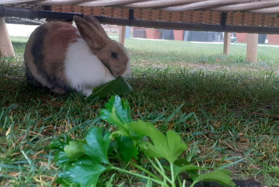 Alerta descoberta Coelho Desconhecido Cascais Portugal