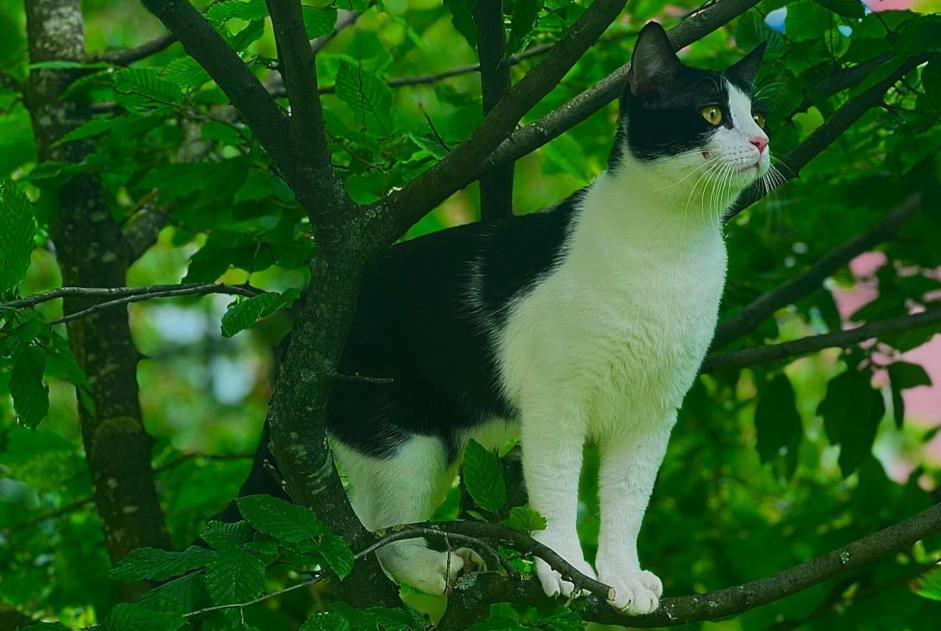 Alerta desaparecimento Gato  Macho , 1 anos Ecublens Switzerland