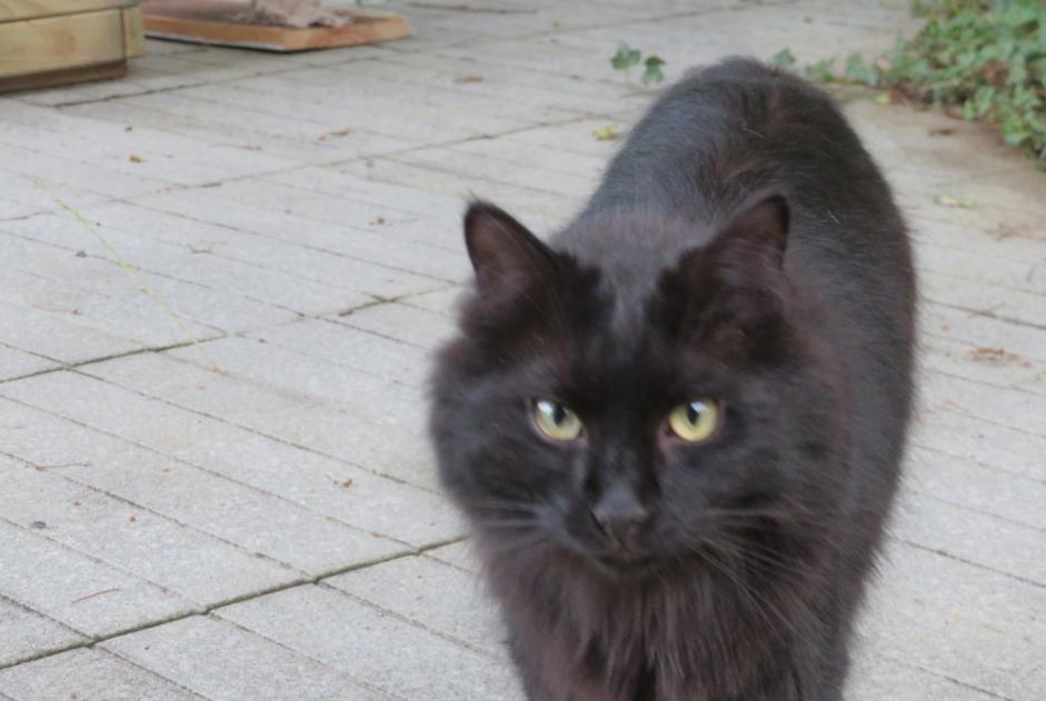 Alerta desaparecimento Gato Macho , 3 anos Ygos-Saint-Saturnin France