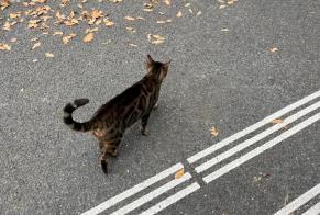 Alerta descoberta Gato  Desconhecido Genève Switzerland