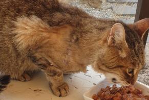 Alerta descoberta Gato  Desconhecido Cavaillon France