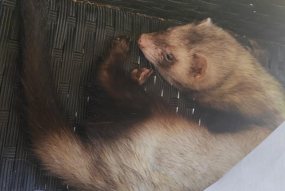 Alerta desaparecimento Outro ferret Macho , 2024 anos Charmont-en-Beauce France