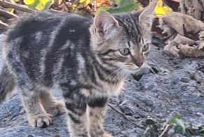 Alerta descoberta Gato Desconhecido Neuchâtel Switzerland