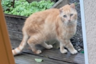 Alerta descoberta Gato Macho L'Isle-d'Espagnac France