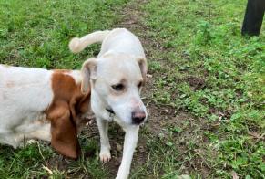 Alerta descoberta Cão cruzamento Macho Dirinon France