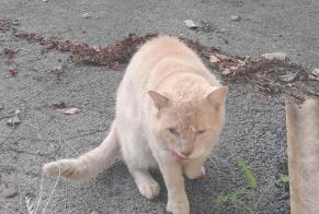 Alerta descoberta Gato Macho Bayonne France