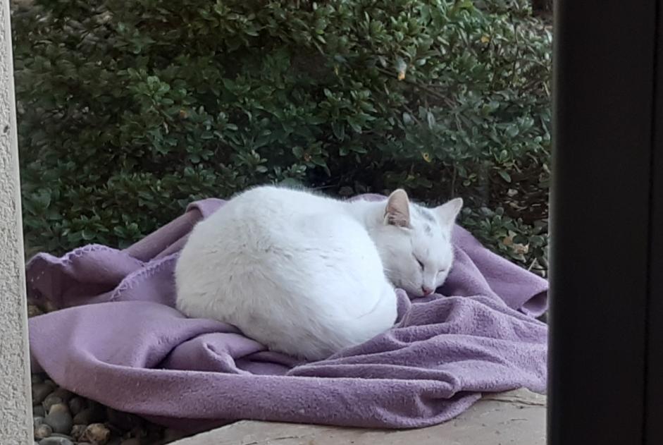 Alerta descoberta Gato Macho Chantonnay France