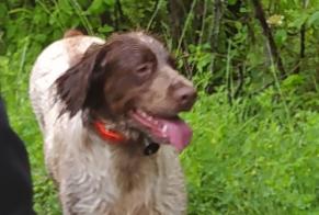 Alerta desaparecimento Cão  Fêmea , 3 anos Limoux France