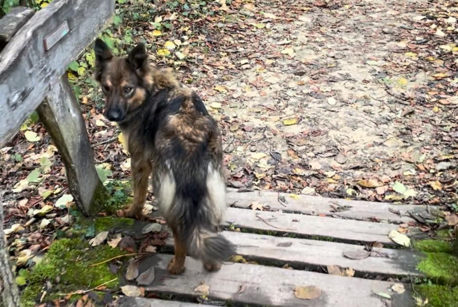 Alerta descoberta Cão cruzamento Fêmea Nyon Switzerland