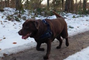 Alerta descoberta Cão  Macho Bois-d'Amont Switzerland