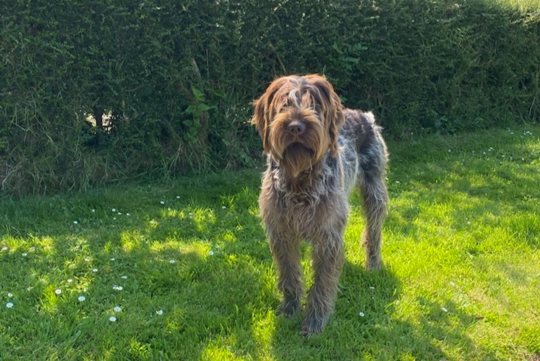 Alerta desaparecimento Cão  Macho , 1 anos Saint-Paul-du-Vernay France