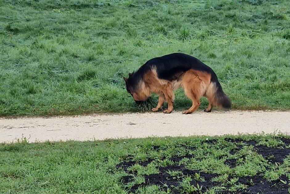 Alerta descoberta Cão  Desconhecido Chavannes-près-Renens Switzerland