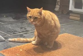 Alerta descoberta Gato Fêmea Lausanne Switzerland