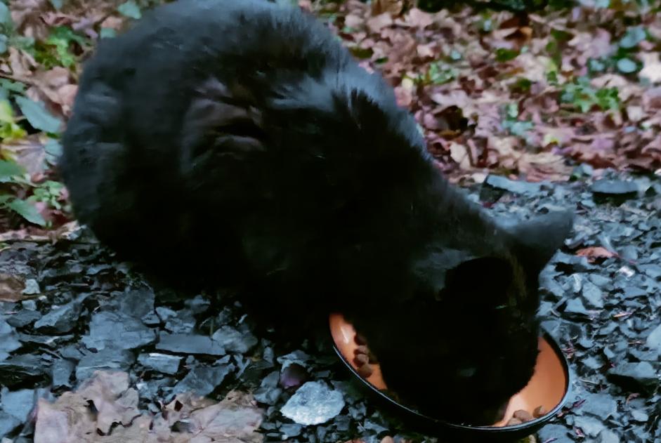 Alerta descoberta Gato Desconhecido Chardonne Switzerland