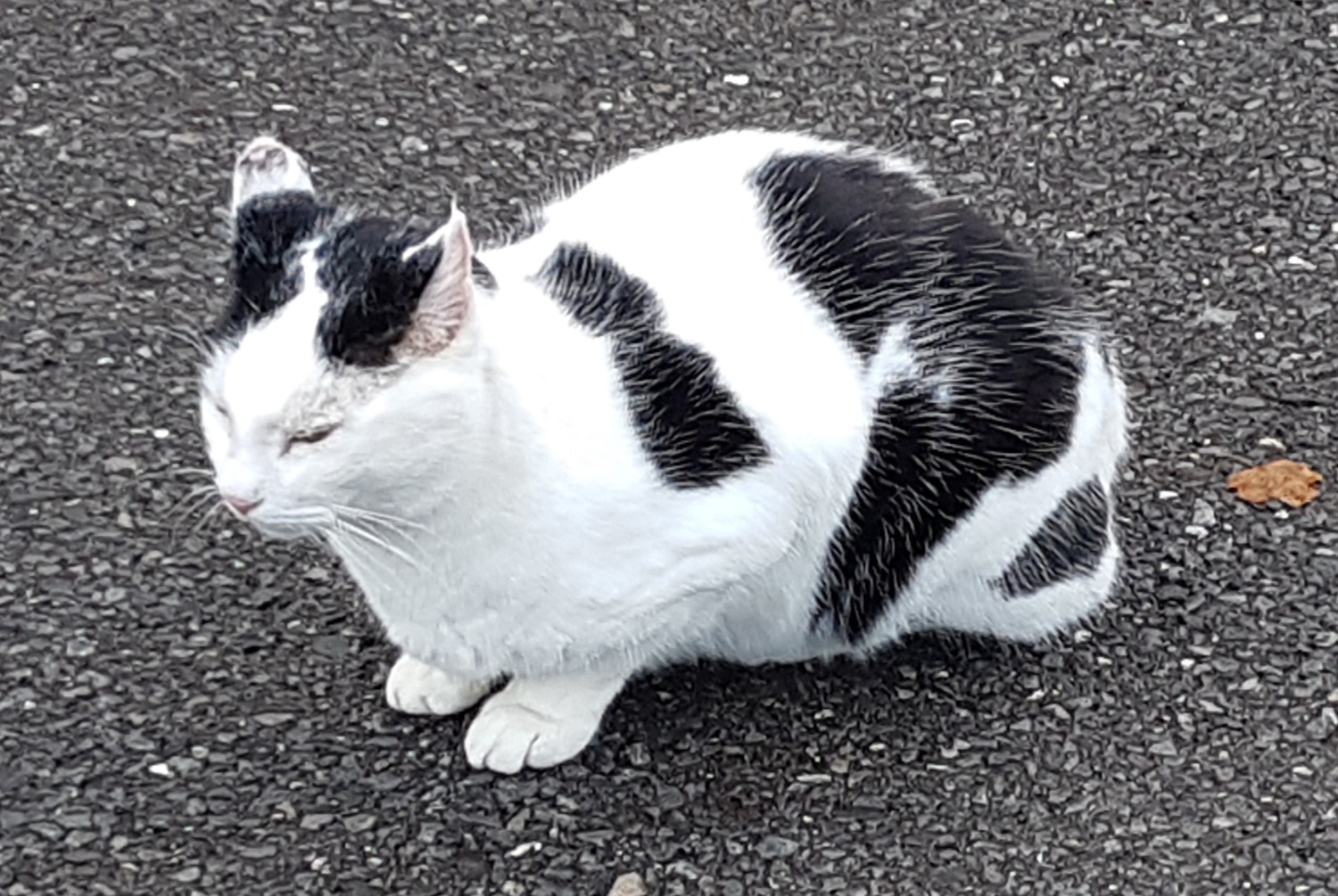 Alerta descoberta Gato Desconhecido , 2024 anos Saxon Switzerland