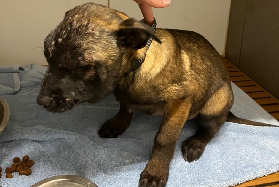 Alerta descoberta Cão Fêmea Saint-Gaudens France