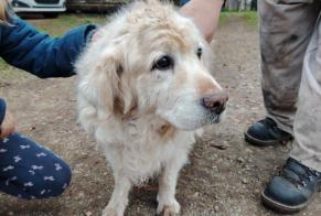 Alerta descoberta Cão  Macho Chey France