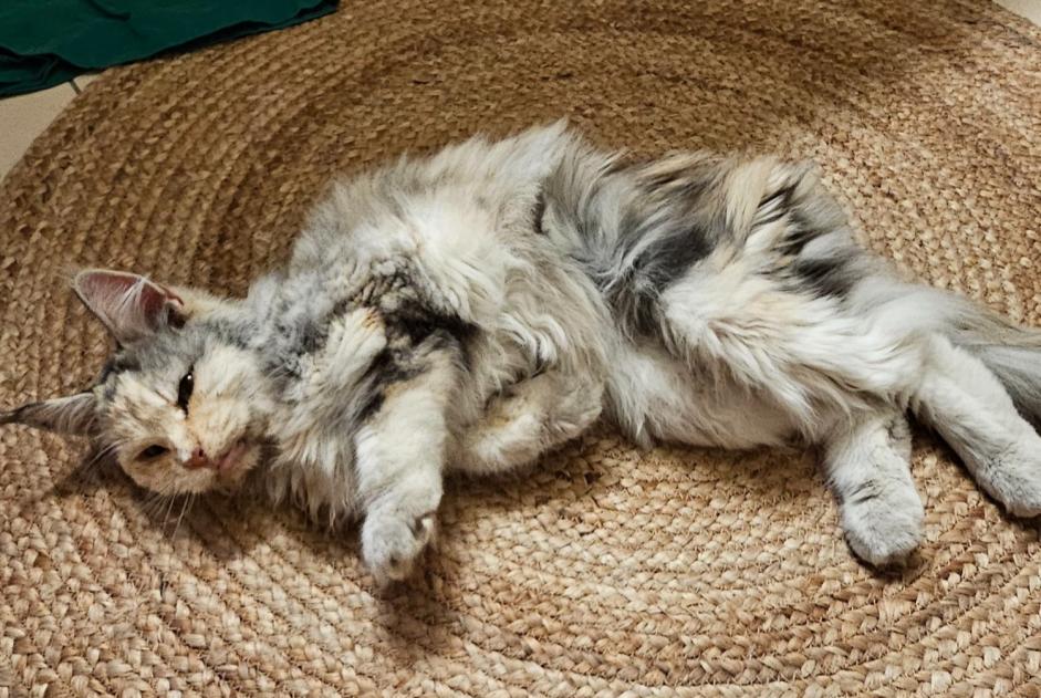 Alerta descoberta Gato Fêmea , 7 anos Milvignes Switzerland