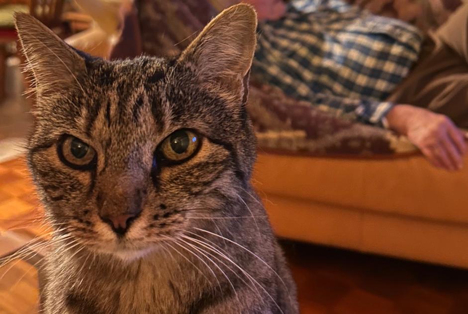 Alerta desaparecimento Gato cruzamento Fêmea , 14 anos Chalais Switzerland