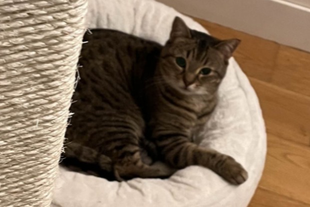 Alerta desaparecimento Gato Fêmea , 9 anos Neuilly-sur-Seine France