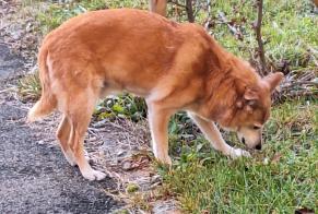 Alerta descoberta Cão Macho Hauterive Switzerland