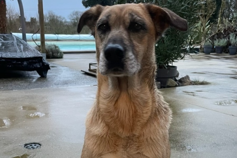 Alerta descoberta Cão cruzamento Fêmea Longèves France