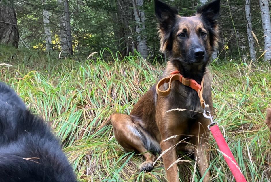 Alerta desaparecimento Cão cruzamento Fêmea , 3 anos Châteauroux-les-Alpes France