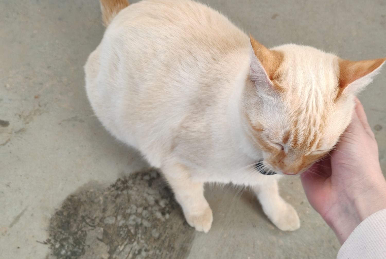 Alerta descoberta Gato cruzamento Macho , 2024 anos Millau France