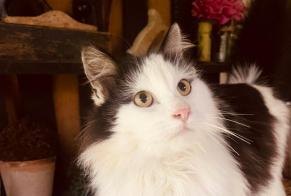 Alerta descoberta Gato Macho Glos-sur-Risle France