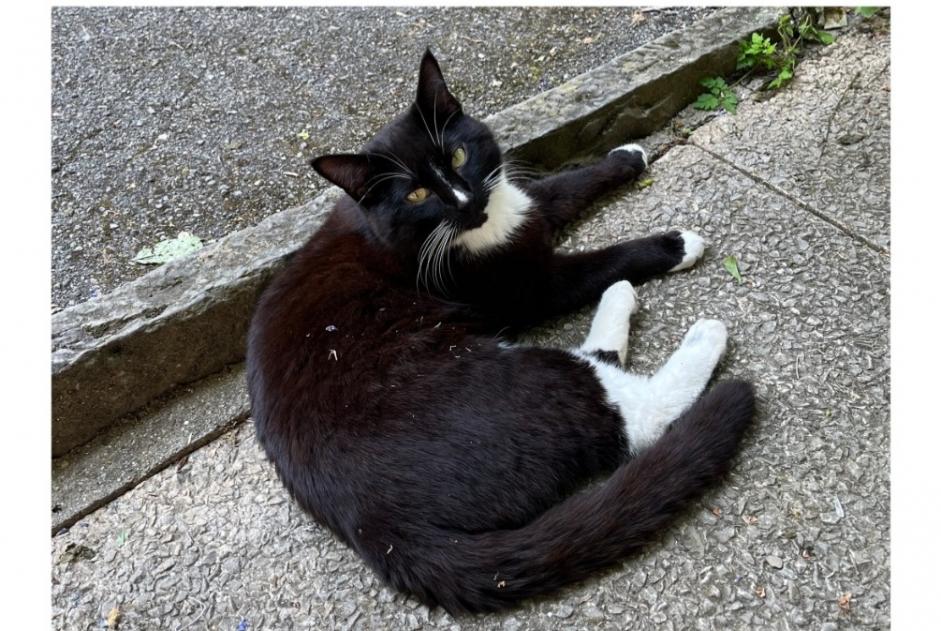 Alerta desaparecimento Gato cruzamento Macho , 4 anos Lausanne Switzerland