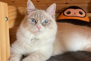 Alerta desaparecimento Gato  Macho , 2 anos Conthey Switzerland