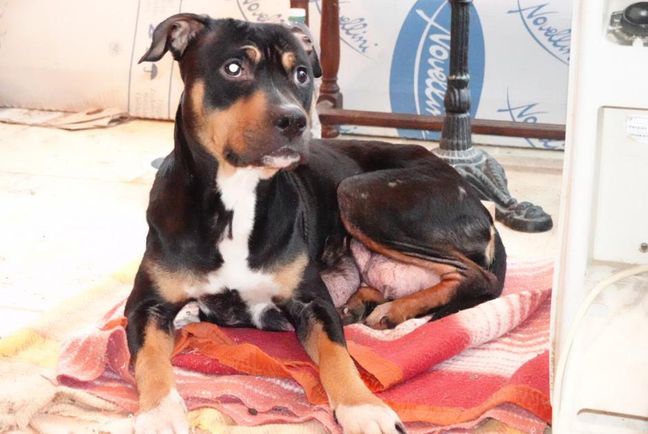 Alerta descoberta Cão cruzamento Fêmea , 2 anos Cour-Maugis-sur-Huisne France