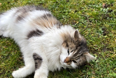 Alerta descoberta Gato  Fêmea Caluire-et-Cuire France