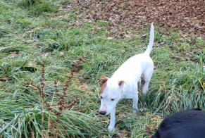 Alerta descoberta Cão cruzamento Macho La Ravoire France