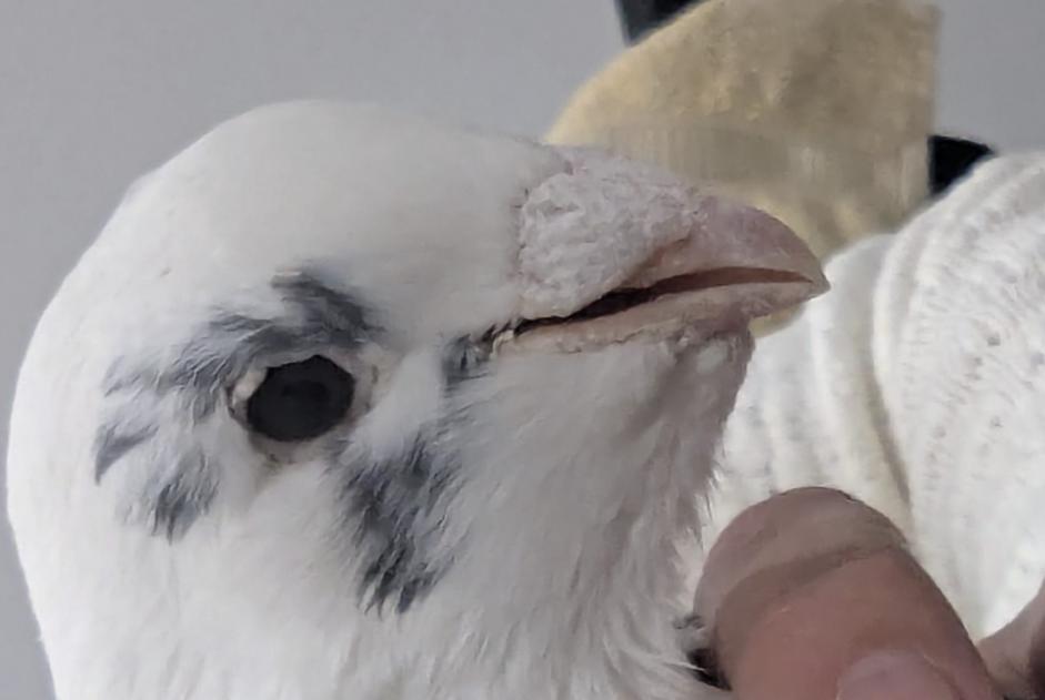 Alerta descoberta Pássaro Desconhecido Salaise-sur-Sanne France