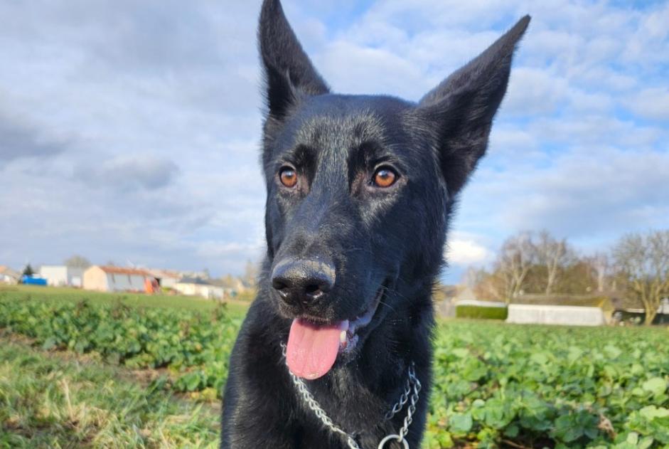 Alerta desaparecimento Cão  Macho , 1 anos Ormes France