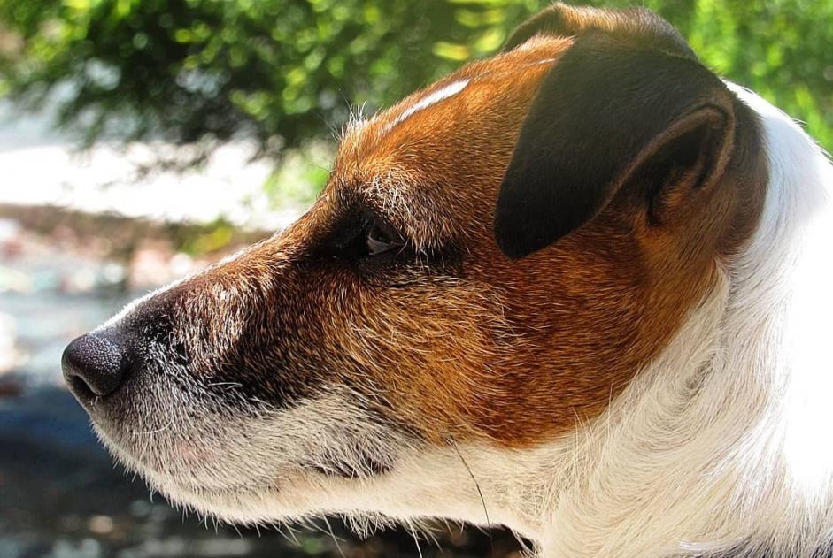 Alerta desaparecimento Cão  Fêmea , 12 anos Perles-et-Castelet France