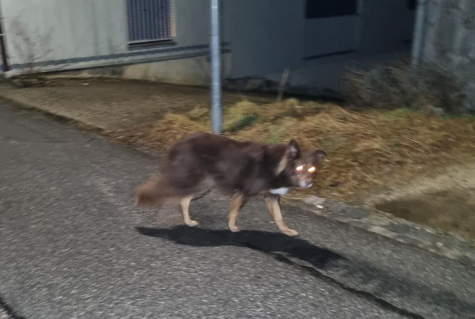 Alerta descoberta Cão Desconhecido Valbirse Switzerland