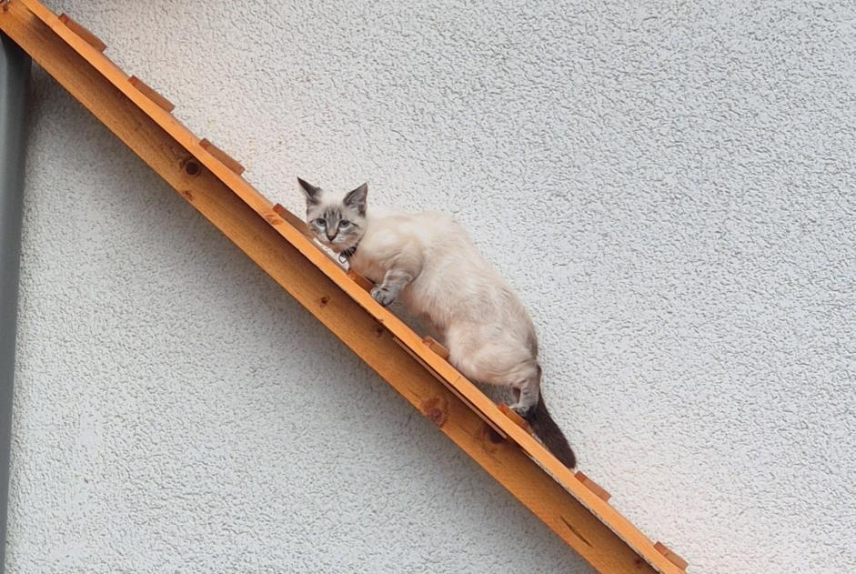 Alerta desaparecimento Gato cruzamento Fêmea , 1 anos Saxon Switzerland