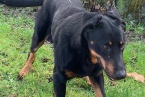 Alerta descoberta Cão  Macho , 4 anos Pleslin-Trigavou France