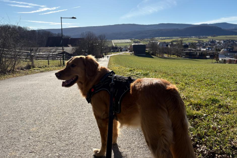 Alerta desaparecimento Cão  Fêmea , 5 anos L'Abbaye Switzerland