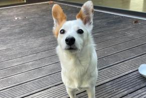 Alerta descoberta Cão Macho Sierre Switzerland