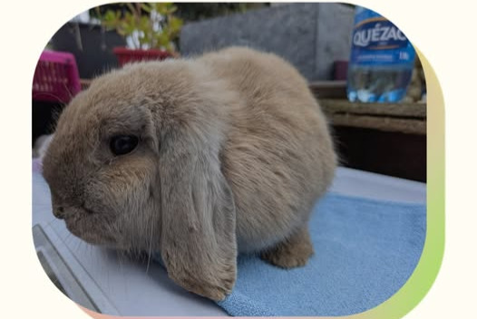 Alerta descoberta Coelho Desconhecido La Crau France