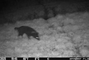 Alerta descoberta Cão  Desconhecido Saint-Méloir-des-Ondes France