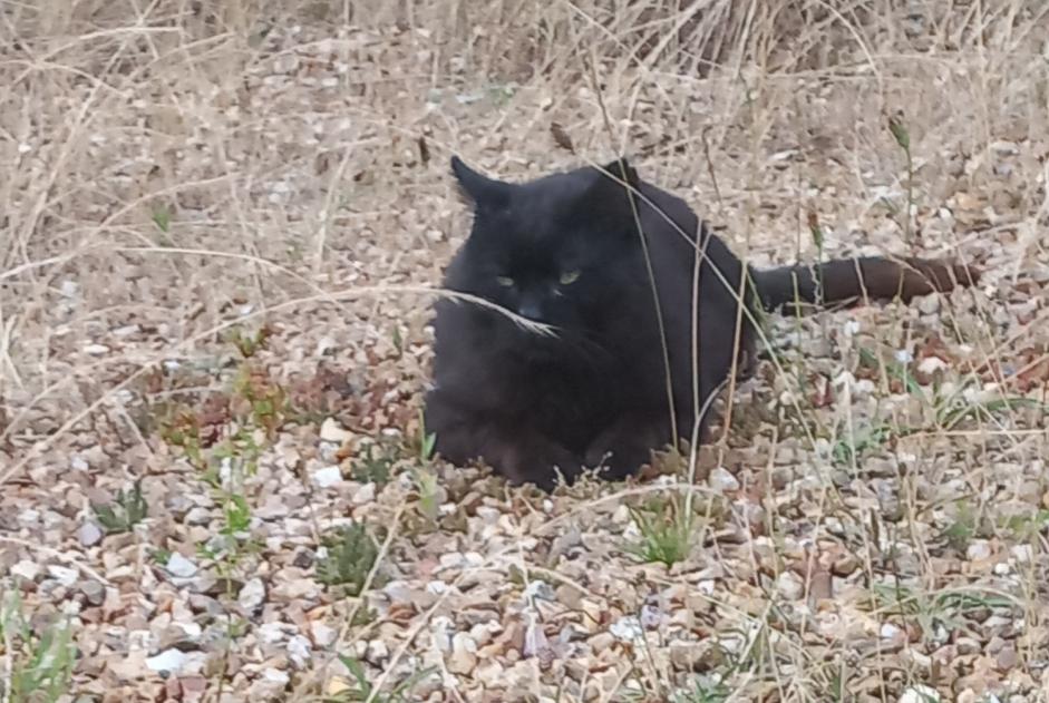 Alerta desaparecimento Gato Macho , 13 anos Breteuil France