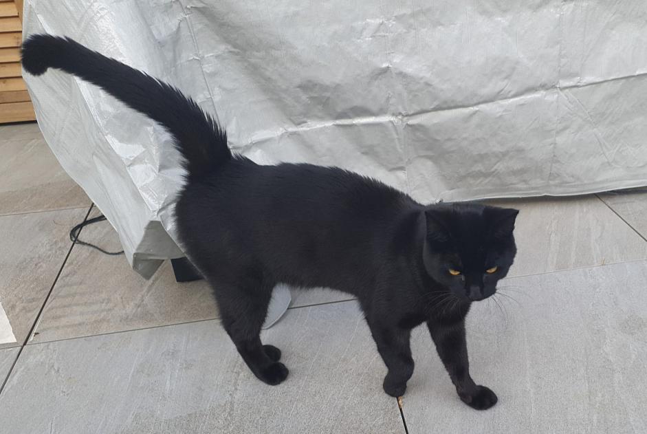 Alerta descoberta Gato Macho , 1 ano Denges Switzerland