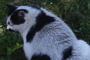 Alerta desaparecimento Gato Macho , 9 anos Capoulet-et-Junac France