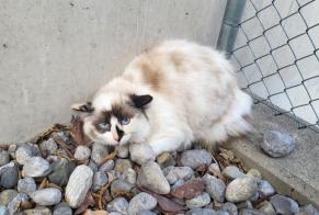 Alerta desaparecimento Gato  Fêmea , 1 anos Grandson Switzerland